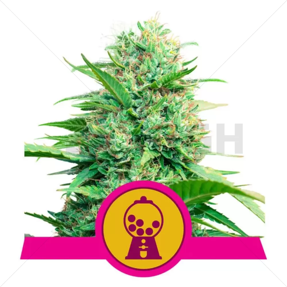 Pink Runtz Feminizada (RQS)