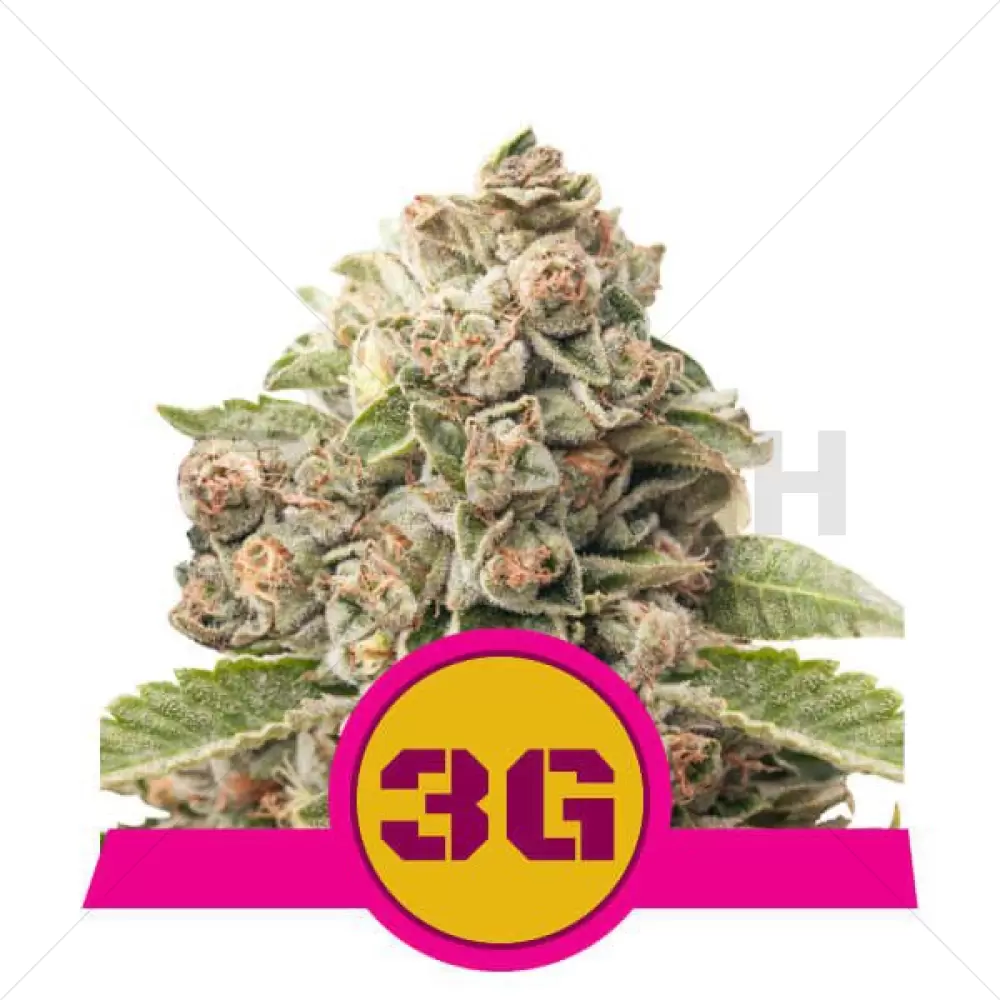 Triple G Feminizada - Royal Queen Seeds - 3 Semillas