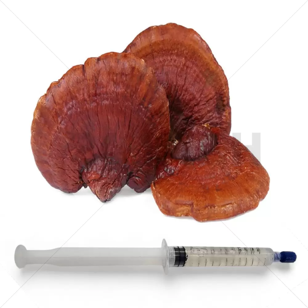 Jeringa de cultivo líquido de Reishi rojo (Ganoderma lucidum) - 20 ML