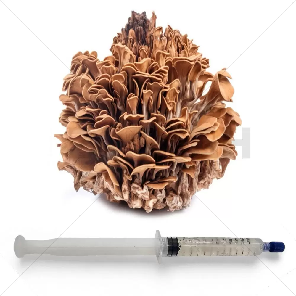 Maitake (Grifola frondosa) Cultivo Líquido Jeringa - 20 ML