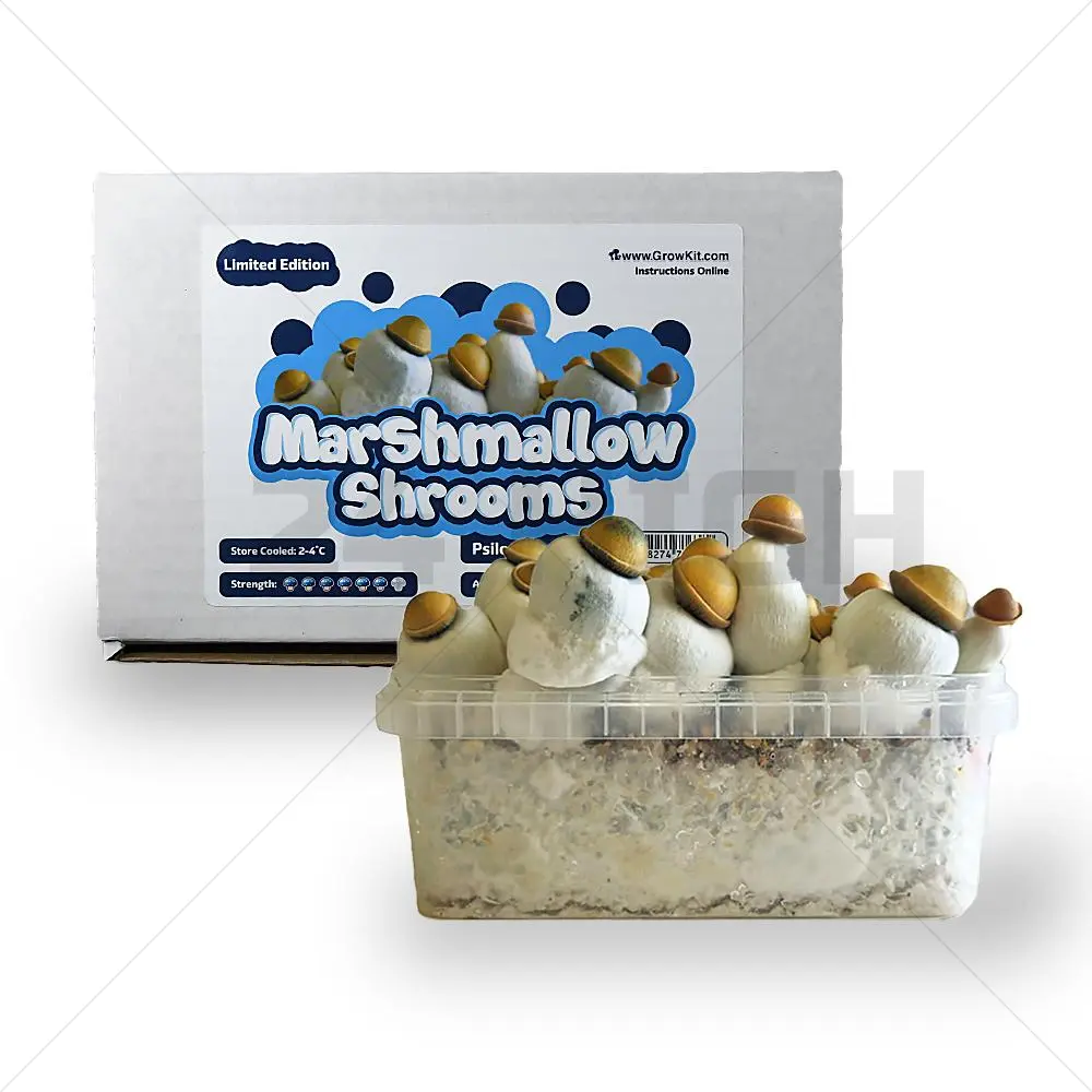 Hongos de malvavisco Growkit XL