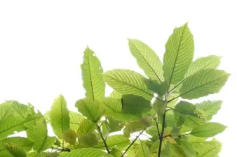 Tipos de kratom: ¿cuáles son las diferencias entre las variedades «Red Vein», «Green Vein» y «White Vein»?