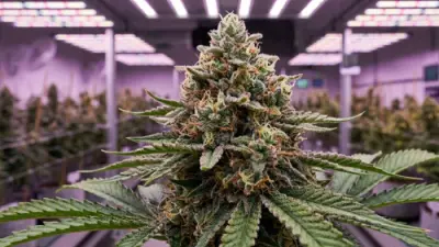 Guía de floración del cannabis: ciclo de luz 12/12, etapas, consejos y problemas frecuentes